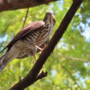 野鳥雀鷹（ツミ）の幼鳥を撮る21🦅📸「水を飲む」（太田市）