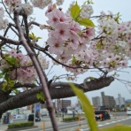 open_heart_shinkoのblog