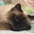 【猫日記】猫のエリザベスカラーで注意が必要な事