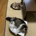 落ちてるだけじゃない夏の猫
