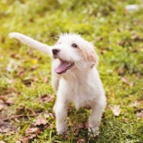 『犬の森　エンリッチメント部(≧◡≦)』の画像
