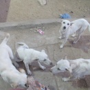 金曜日の朝のお散歩＆美味しかった唐揚げ