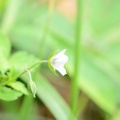 優しい可憐な野花…ゲンノショウコ