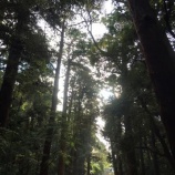『第74回国民体育大会・いきいき茨城ゆめ国体【結果】』の画像