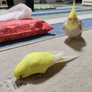 飼い主に集まる