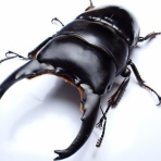 クワガタ備忘録
