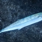 真面目なヒゲ主任の解体ブログ