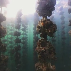 瀬戸内海の「牡蠣」記録的な不漁９割の大量死滅も