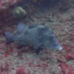 西川名ダイビングログ｜館山ダイビング