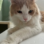 猫だらけ