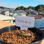 盆栽な感じで…的な！