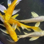 『🐟金魚•メダカ入舎速報‼️』の画像