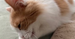 怪しい行動をする猫と切った木の処分方法
