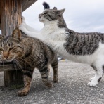 猫写真家・沖 昌之のブログ　野良ねこちゃんねる。　