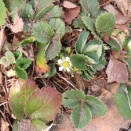 ワイルドベリーが開花💛