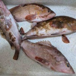 佐渡見聞録