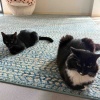 【ポチクロ猫日記】２匹で座ってた！・ノミを発見してしまった【トライアル３１日目】