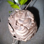 ペットコーナーハヤセガワ 海老名の残像