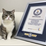 【朗報】もちまる日記さん、新猫加入で3匹体制に移行 ”無限保護ねこ編”に突入