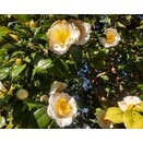 眠りながら聴く