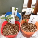 挿し木と種まき