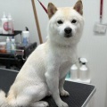 トリミングのお客様