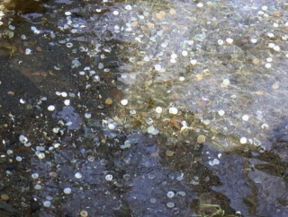 【湧水池】世界遺産「忍野八海」大量の投げ銭に困ってます…透明度の高さ魅力なのに乱反射・腐食で水質影響の懸念