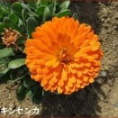 差し込まれたバックのスライスショット