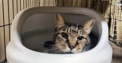 たまお　負けない猫３