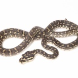 『パイソン来ました！』の画像