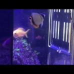 猫吉の海水魚日記