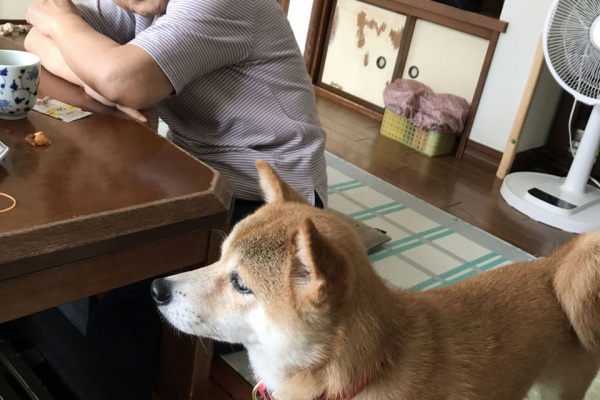 豆柴 まりちゃん のいたずら写真集