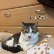 紙飛行機シュウさま
