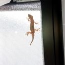 夏至の日に現れた小さな家守（やもり）