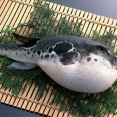 外国人「日本食のフグは食べてみる価値ある？体験談を聞かせて」
