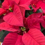 野球部ママの徒然日記