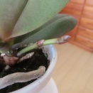 定期健診と胡蝶蘭