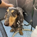 �Ƶ٤���γر�🐶