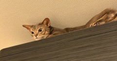 ややこしいことagain…( •̄ .̱ •̄ )