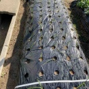 玉ねぎ苗植え付け後