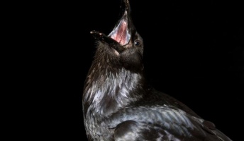 カラスが仲間の葬式をするって本当? 命を落とした仲間の周りに集まる理由を検証した