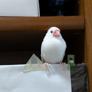 白文鳥のぴーちゃんの記録