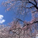 桜満開！桜日和！