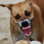 愛知県でフィリピンからの来日者が”狂犬病”発症　国内で14年ぶり