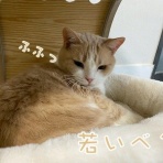 cat cafe Prince