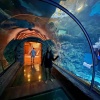 【シャークリーフ・アクアリウム】マンダレイベイの小さな水族館【ラスベガス】
