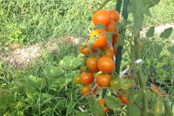 野菜作り失敗の傾向と対策 水不足