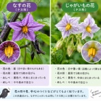 よしりんの つれづれなるままに…