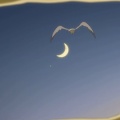 星合の空に登場するいきもの