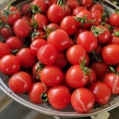 2025,11/12日の結果